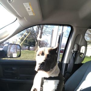 Meet your Posher, Rodney